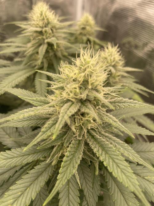 Bubble 🫧 OG gum. Week 11