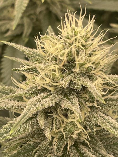Bubble 🫧 OG gum. Week 11