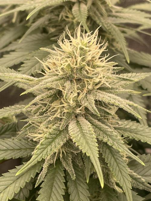 Bubble 🫧 OG gum. Week 11