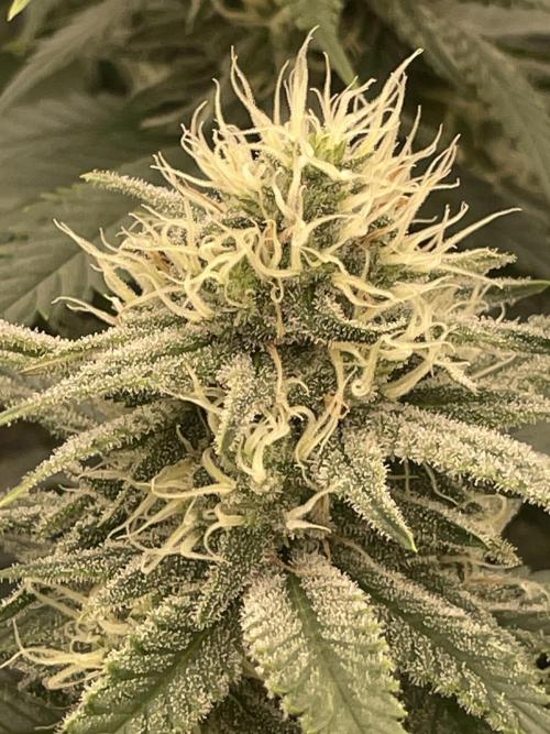 Bubble 🫧 OG gum. Week 11