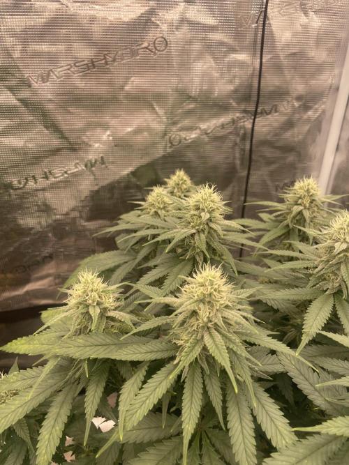 Bubble 🫧 OG gum. Week 11