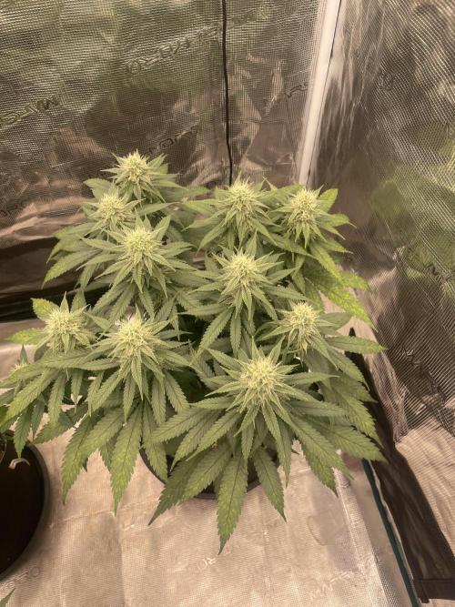 Bubble 🫧 OG gum. Week 11