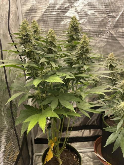 Purple Overload. Week 11