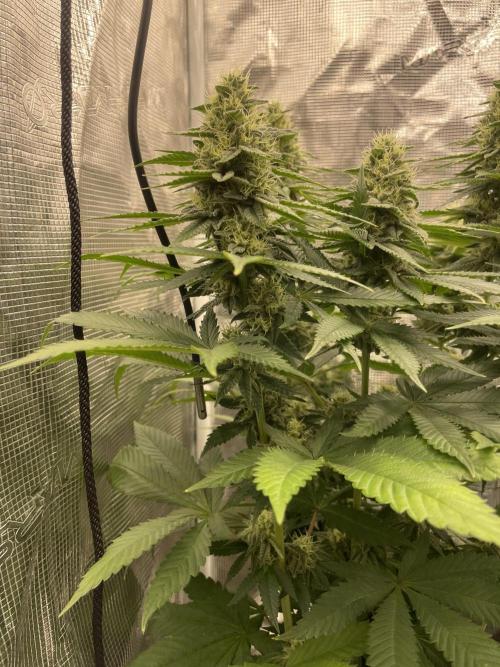 Purple Overload. Week 11