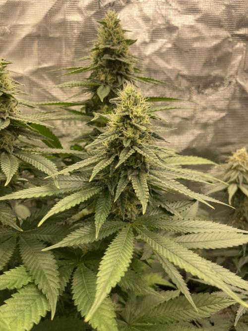 Purple Overload. Week 11