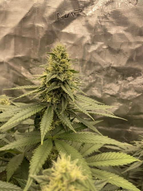 Purple Overload. Week 11