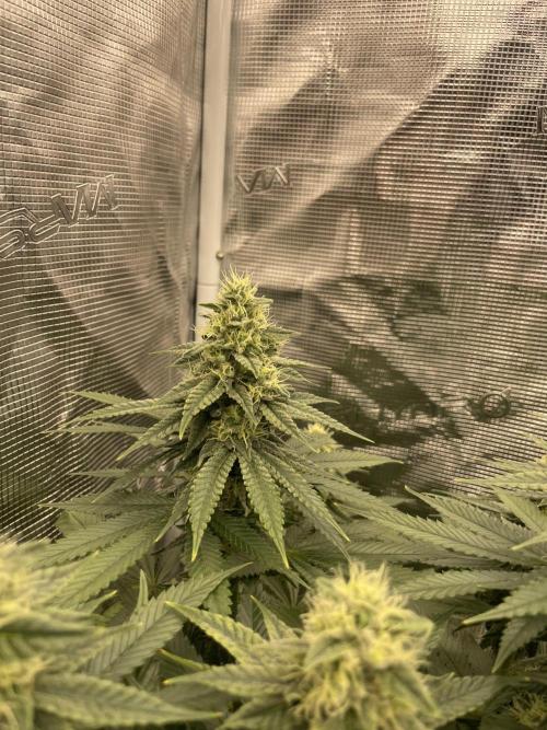Purple Overload. Week 11