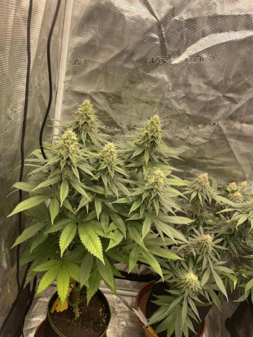 Purple Overload. Week 11