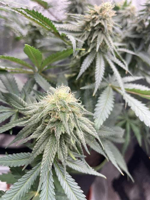 Sugar black rose 🥀. Week 11