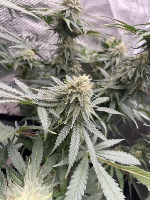 Sugar black rose 🥀. Week 11