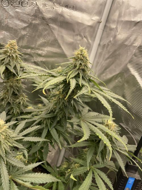 Sugar black rose 🥀. Week 11