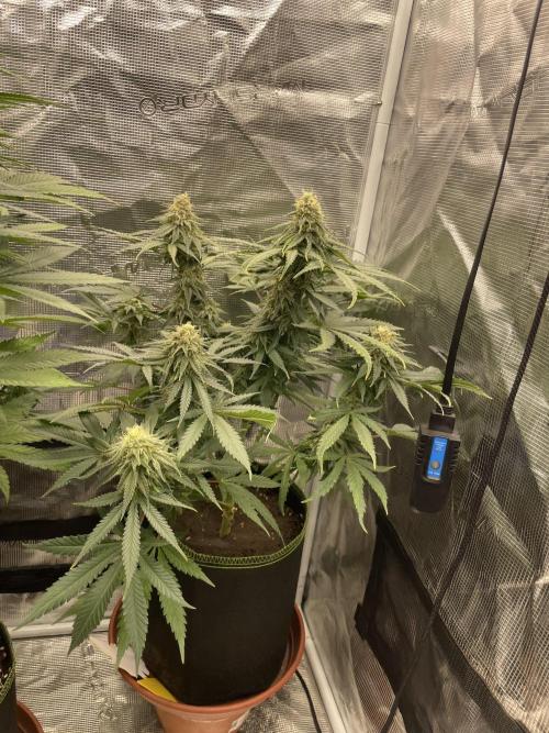 Sugar black rose 🥀. Week 11