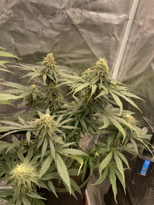 Sugar black rose 🥀. Week 11