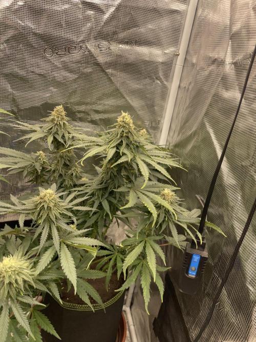 Sugar black rose 🥀. Week 11