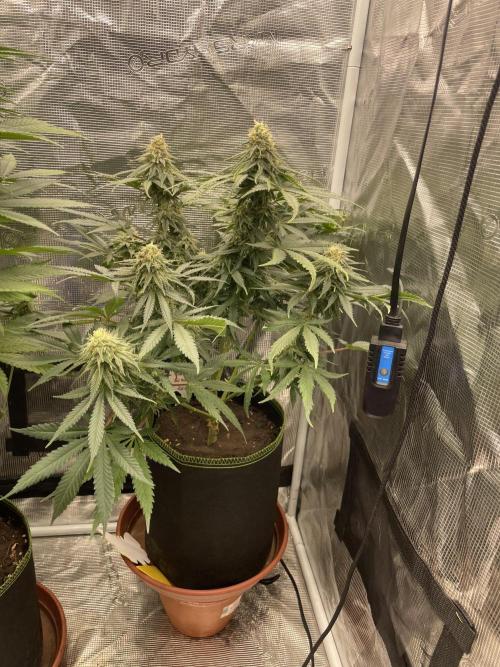 Sugar black rose 🥀. Week 11