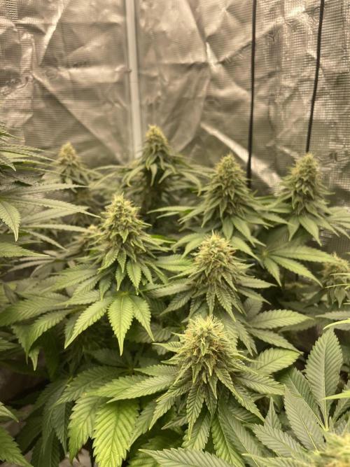 Orange ooze. Week 11