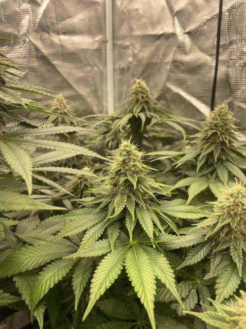 Orange ooze. Week 11