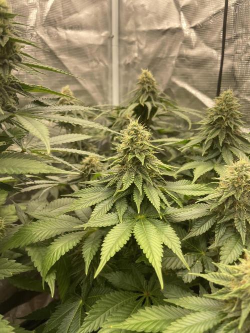 Orange ooze. Week 11