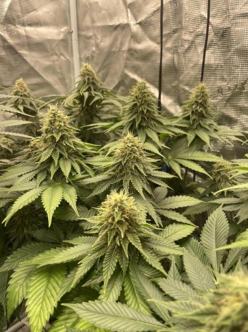 Orange ooze. Week 11