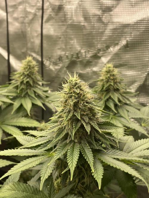 Orange ooze. Week 11