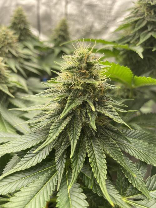 Orange ooze. Week 11