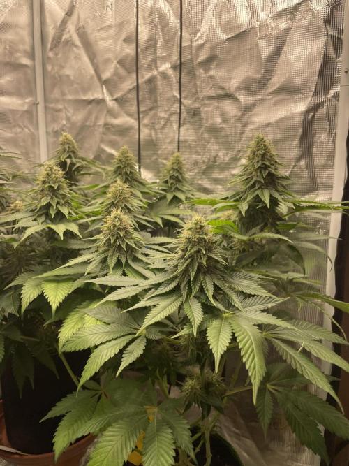 Orange ooze. Week 11
