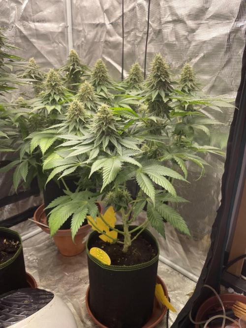 Orange ooze. Week 11