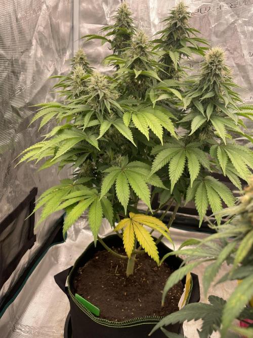 Sticky Brocoli Zamnesia+Plagron. Week 12