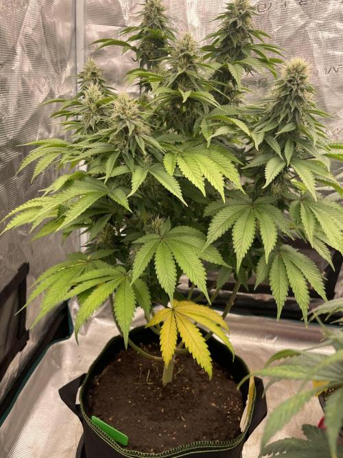 Sticky Brocoli Zamnesia+Plagron. Week 12