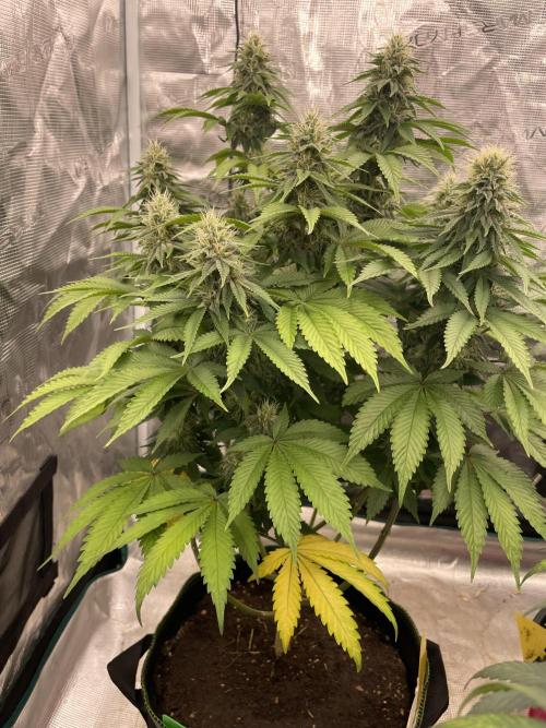 Sticky Brocoli Zamnesia+Plagron. Week 12