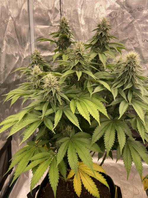 Sticky Brocoli Zamnesia+Plagron. Week 12