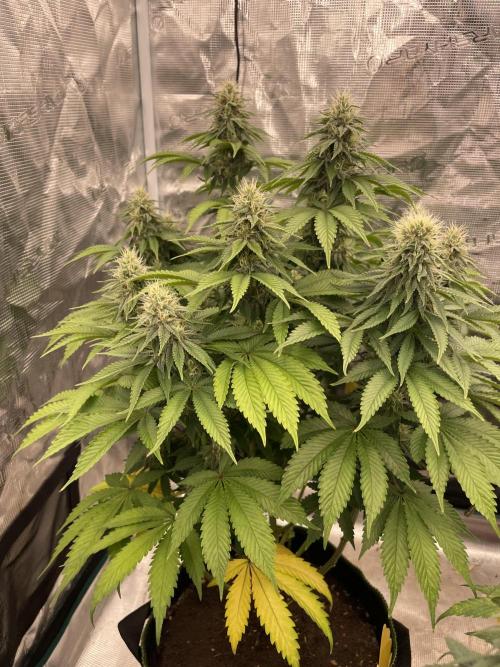 Sticky Brocoli Zamnesia+Plagron. Week 12