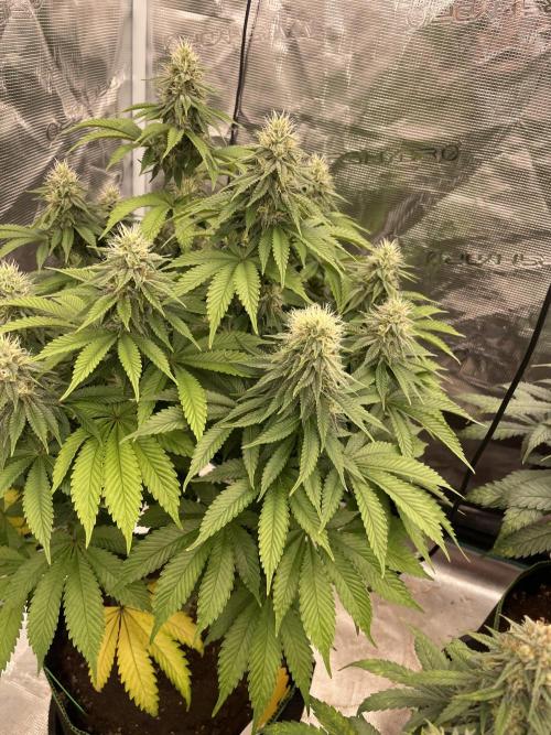 Sticky Brocoli Zamnesia+Plagron. Week 12