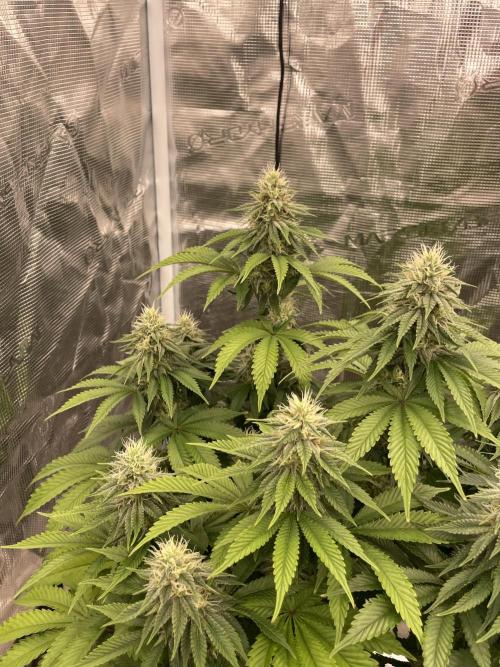 Sticky Brocoli Zamnesia+Plagron. Week 12
