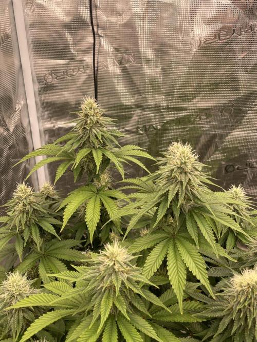 Sticky Brocoli Zamnesia+Plagron. Week 12