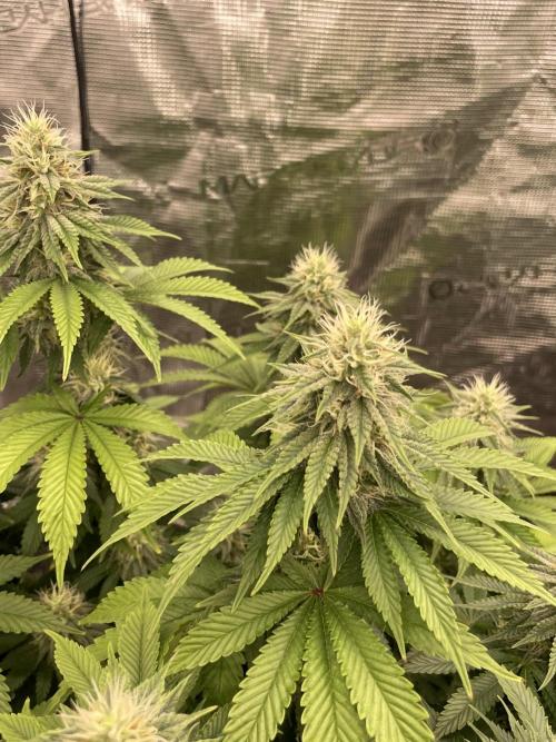 Sticky Brocoli Zamnesia+Plagron. Week 12