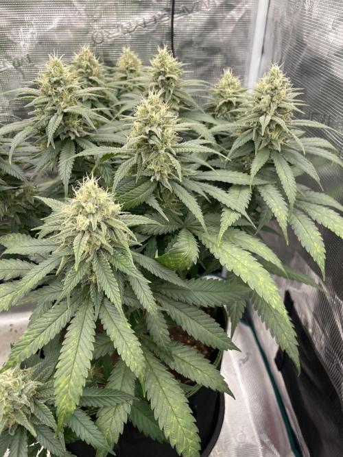 Bubble 🫧 OG gum. Week 12