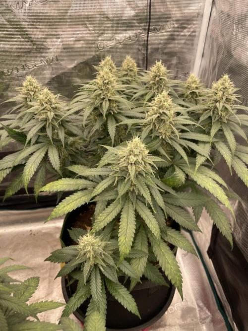 Bubble 🫧 OG gum. Week 12