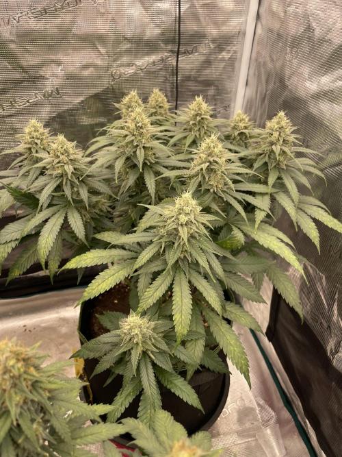 Bubble 🫧 OG gum. Week 12