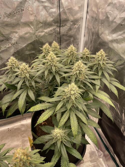 Bubble 🫧 OG gum. Week 12
