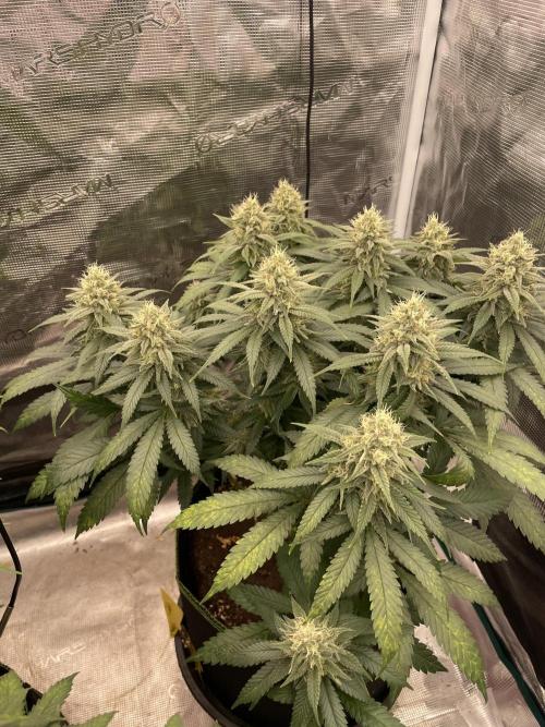 Bubble OG Gum. Week 12
