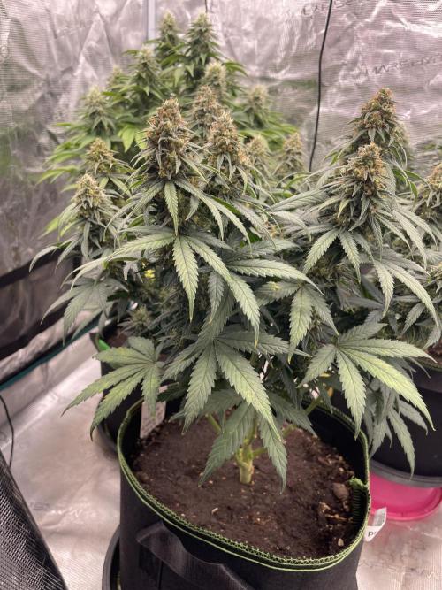 Sunset 🌅 sherbet. Week 12
