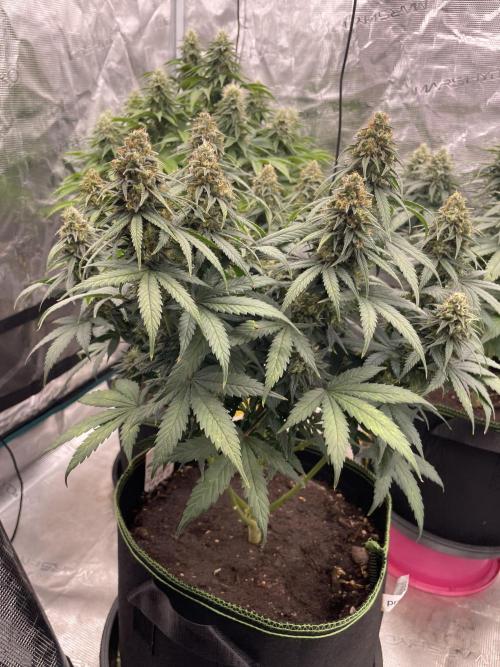 Sunset 🌅 sherbet. Week 12