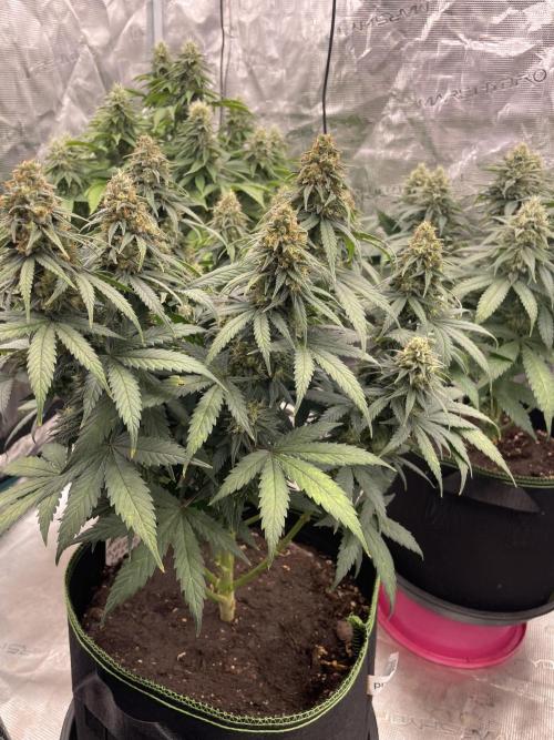 Sunset 🌅 sherbet. Week 12