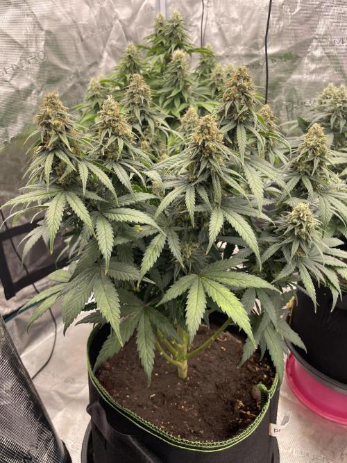Sunset 🌅 sherbet. Week 12