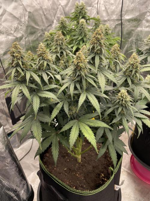Sunset 🌅 sherbet. Week 12