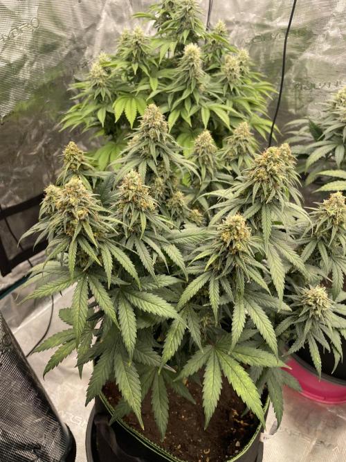 Sunset 🌅 sherbet. Week 12