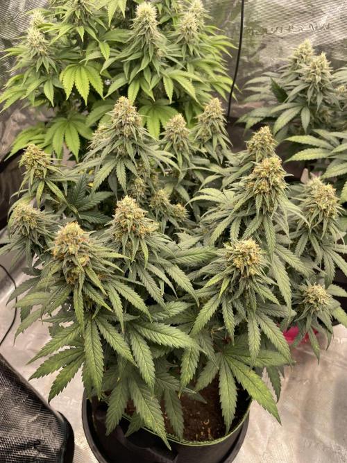 Sunset 🌅 sherbet. Week 12
