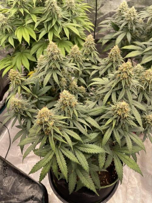 Sunset 🌅 sherbet. Week 12