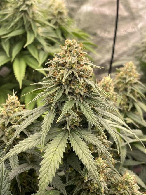 Sunset 🌅 sherbet. Week 12
